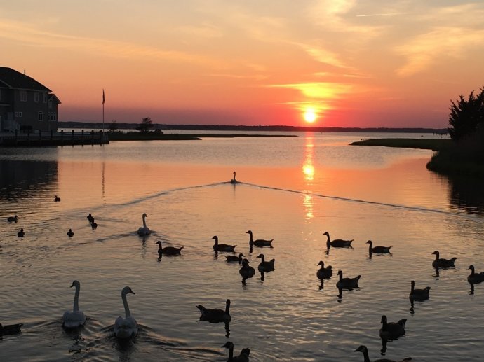 The Salty Dog of Ortley Beach